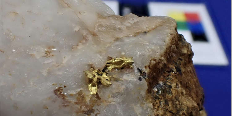Visible gold in quartz sulphide veins at EV-8. Gold fineness measured by pXRF at 96.8-97.2% Au (Credit: Iceni Gold Limited)